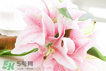 百合花怎么養(yǎng)水里？水養(yǎng)百合花怎么開久些？