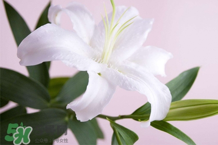 百合花怎么養(yǎng)水里？水養(yǎng)百合花怎么開久些？