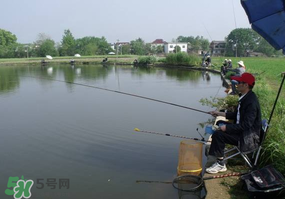 春天釣魚用什么餌料？春天釣魚用腥還是香？