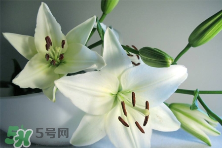 百合花葉子發(fā)黃怎么回事？百合花葉子發(fā)黃怎么辦？