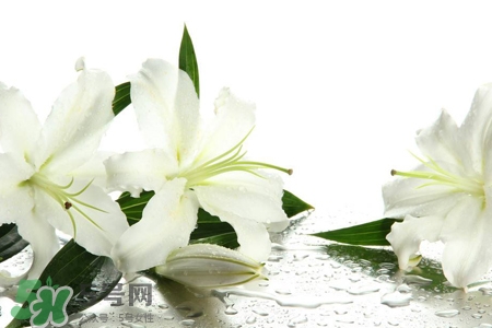 百合花葉子發(fā)黃怎么回事？百合花葉子發(fā)黃怎么辦？