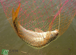 春天釣鯉魚用什么餌料？春天釣鯉魚餌料配方
