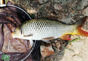 春天釣鯉魚用什么餌料？春天釣鯉魚餌料配方