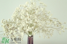 滿天星在花瓶里怎么養(yǎng)？滿天星買回來要養(yǎng)水嗎？