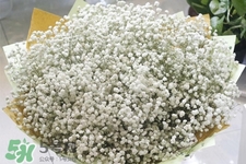 滿天星在花瓶里怎么養(yǎng)？滿天星買回來要養(yǎng)水嗎？