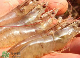 凍蝦發(fā)黑能吃嗎？變黑的凍蝦還能吃嗎？