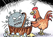 h7n9禽流感怎么預防？預防h7n9禽流感知識