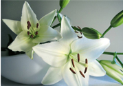 百合花能放花瓶里養(yǎng)嗎？百合花在花瓶里怎么養(yǎng)？