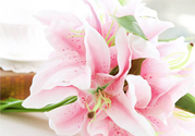 養(yǎng)百合花用什么水？養(yǎng)百合花水里放什么？