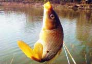 春天釣鯉魚(yú)用什么餌料？春天釣鯉魚(yú)餌料配方