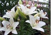 百合花怎么養(yǎng)？百合花在家怎么養(yǎng)？