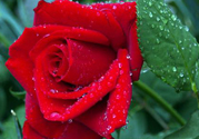 玫瑰花可以放多久？玫瑰花可以放幾天？