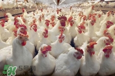 h7n9禽流感可以治愈嗎？禽流感能治好嗎？