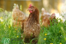 h7n9禽流感可以治愈嗎？禽流感能治好嗎？