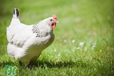 h7n9禽流感可以治愈嗎？禽流感能治好嗎？