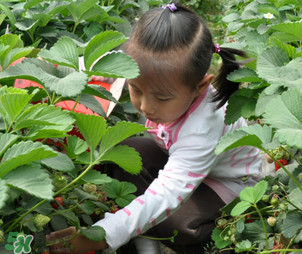 三亞哪里可以摘草莓？三亞摘草莓在哪里？
