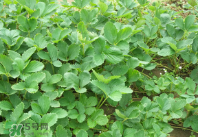 草莓苗幾月份種植？幾月份可以種草莓？