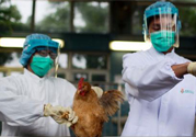 h7n9禽流感可以治愈嗎？禽流感能治好嗎？