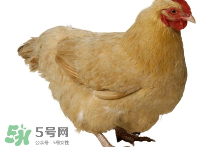 禽流感有哪些癥狀？人得禽流感什么癥狀？