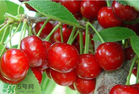 美早和黑珍珠哪個好吃？美早和黑珍珠的區(qū)別