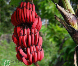 紅香蕉多少錢一斤？南洋紅香蕉多少錢一斤？