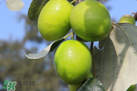 青棗與牛奶棗是轉(zhuǎn)基因水果嗎？青棗和牛奶棗的區(qū)別
