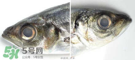 怎么自制死魚眼眼鏡？死魚眼眼鏡哪里買？