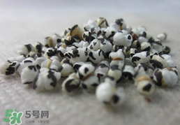 穿山甲下奶怎么吃？穿山甲下奶效果好嗎？