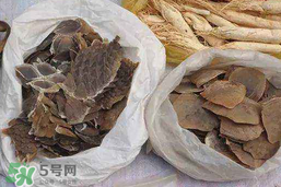 穿山甲下奶怎么吃？穿山甲下奶效果好嗎？