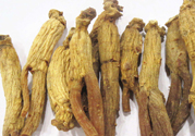 高麗參適合什么人吃？什么人不能吃高麗參？