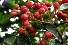 花椒真的能治打呼嚕嗎？花椒水治打呼嚕有效嗎？
