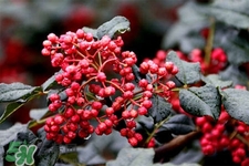 花椒水治腳氣管用嗎？花椒水泡腳可以治腳氣嗎？