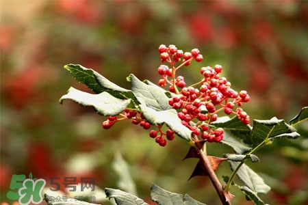 花椒水能治痔瘡嗎？花椒水治痔瘡有效果嗎？