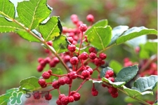 花椒水能治痔瘡嗎？花椒水治痔瘡有效果嗎？