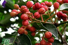 花椒水能治痔瘡嗎？花椒水治痔瘡有效果嗎？