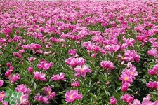 春天開的花有哪些？春天都開什么花？