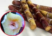 甘蔗發(fā)霉能吃嗎？吃了發(fā)霉的甘蔗怎么辦？