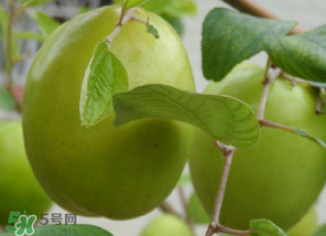 懷孕初期能吃青棗嗎？懷孕初期吃青棗好嗎？