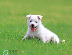狗狗可以吃青棗嗎？狗狗能不能吃青棗？