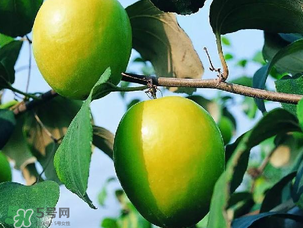 青棗吃多了會(huì)胖嗎？吃青棗會(huì)不會(huì)發(fā)胖？