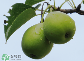 吃青棗可以減肥嗎？減肥可以吃青棗嗎？