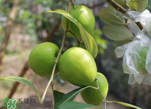 一斤青棗的熱量是多少？吃一斤青棗會(huì)胖嗎？
