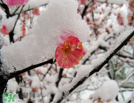 春天下雪意味著什么？春天為什么會(huì)下雪？