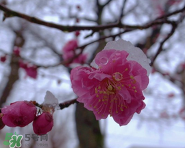 春天下雪意味著什么？春天為什么會(huì)下雪？