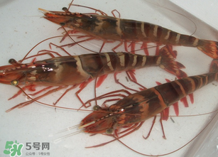 活蝦為什么要灌膠水？活蝦灌膠水有什么用？