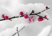 如何預(yù)防倒春寒？怎么預(yù)防倒春寒？
