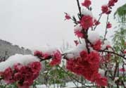 春天下雪意味著什么？春天為什么會下雪？