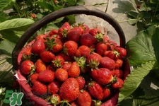怎樣去除草莓的農(nóng)藥？怎樣洗草莓的殘留農(nóng)藥？
