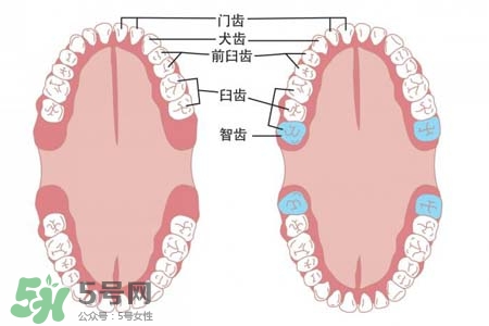 智齒能用舌頭舔嗎？喜歡舔智齒怎么辦？