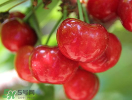 櫻桃有點苦怎么回事？櫻桃有點苦可以吃嗎？